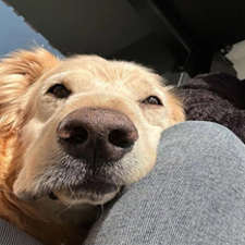 Fenomen Köpek